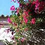 Bougainvillier, alcazar de Séville